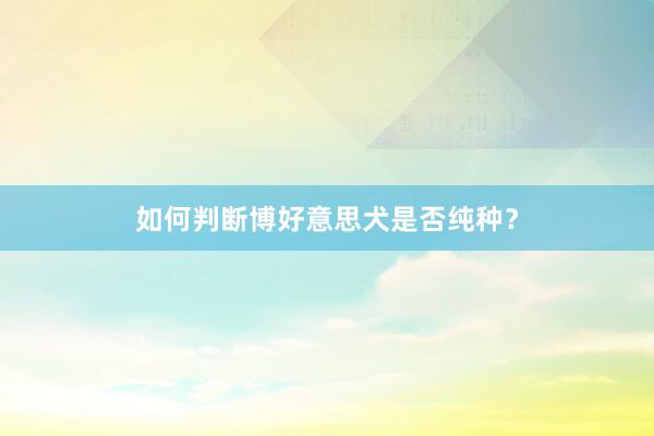 如何判断博好意思犬是否纯种？