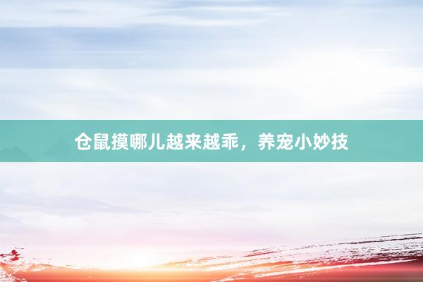 仓鼠摸哪儿越来越乖，养宠小妙技